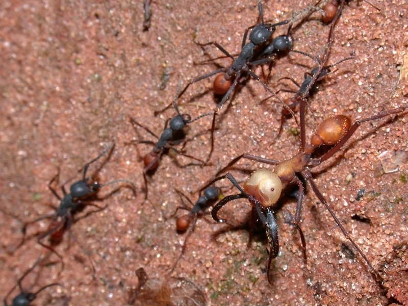 One Size Multi-Colour Jungle Ants 4100 Create a New Ant Colony
